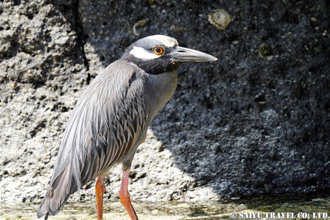 ガラパゴスシラガゴイ Galapagos Yellow-crowned Night Heron ヘノベサ島 Genovesa Island ガラパゴス諸島 (5)