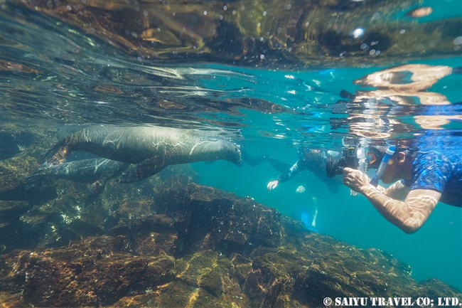 Swim with galapagos Sea Lion ガラパゴスアシカと泳ぐ　Genovesa Island