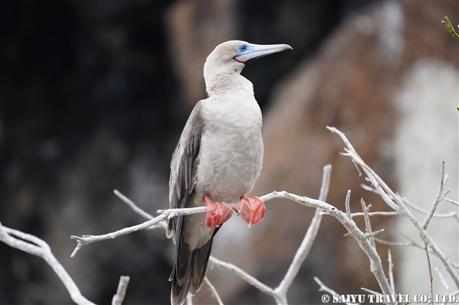 ガラパゴスアカアシカツオドリ Galapagos Red-footed Booby ヘノベサ島 Genovesa Island (4)