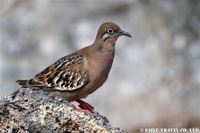 アオメバト　ガラパゴスバト Galapagos Dove ヘノベサ島 Genovesa Island ガラパゴス諸島 (2)