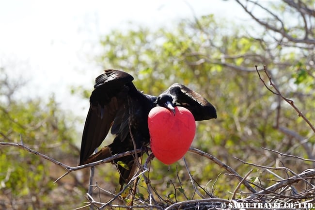 ノースセイモア島 North Seymour Islanad　求愛ディスプレイ　アメリカグンカンドリとオオグンカンドリ Magnificent Frigatebird Great Frigatebird(1)