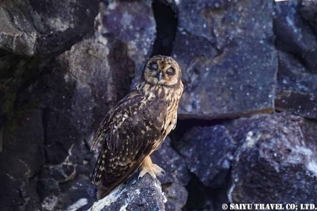 ガラパゴスコミミズク Galapagos Short-eared Owl ヘノベサ島 Genovesa Island Prince Philip's Step (3)