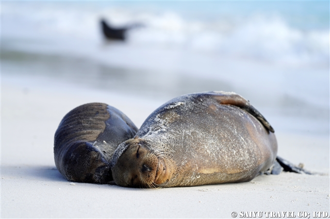 ガラパゴスアシカ Galapagos Sea Lion Española Island　Gardner Bay ガードナーベイ エスパニョーラ島　 (1)