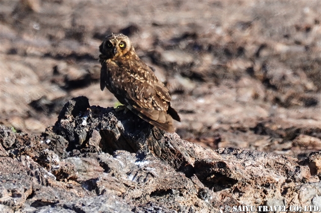 ガラパゴスコミミズク Galapagos Short-eared Owl ヘノベサ島 Genovesa Island Prince Philip's Step (7)