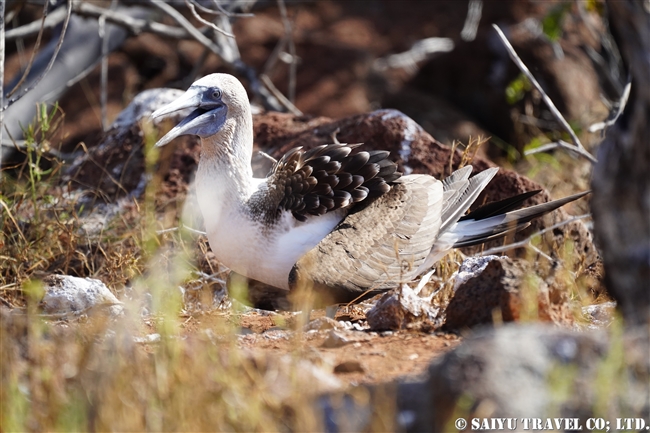 ノースセイモア島 North Seymour Islanad　Blue-footed Booby アオアシカツオドリ抱卵 (1)