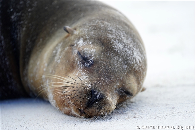 ガラパゴスアシカ Galapagos Sea Lion Española Island　Gardner Bay ガードナーベイ エスパニョーラ島　 (2)