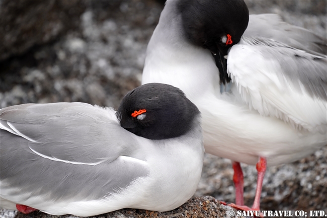 アカメカモメ　Swallow-tailed Gull ヘノベサ島 Genovesa Island Galapagos ガラパゴス諸島　ダーウィン湾 Darwin Bay (8)