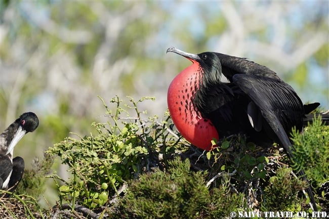 ノースセイモア島 North Seymour Islanad　求愛ディスプレイ　オオグンカンドリ Great Frigatebird