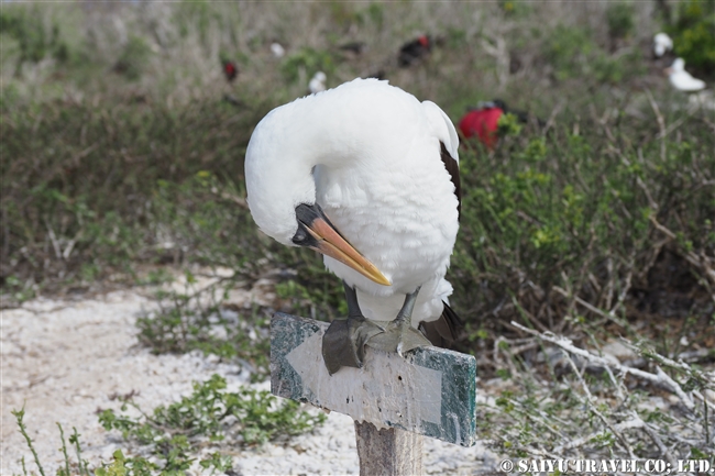 ナスカカツオドリ Nazca Booby ヘノベサ島 Genovesa Island ガラパゴス諸島 (5)