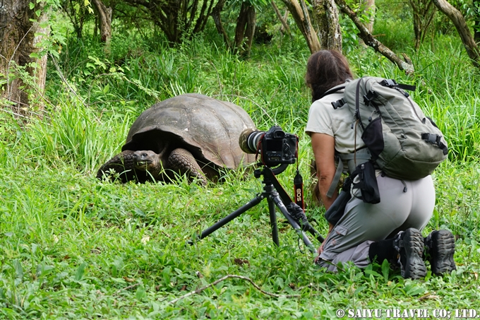 ガラパゴスゾウガメGiant Tortoise ハイランド Highland サンタクルス島 Santa Cruz Island (2)