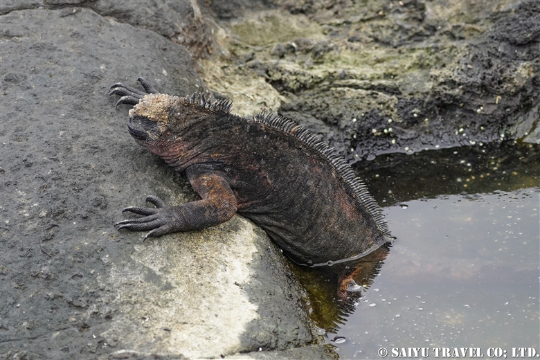 ウミイグアナ　Marine Iguana Puerto Egas サンチャゴ島 (1)