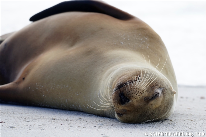 ガラパゴスアシカ Galapagos Sea Lion Española Island　Gardner Bay ガードナーベイ エスパニョーラ島　 (4)