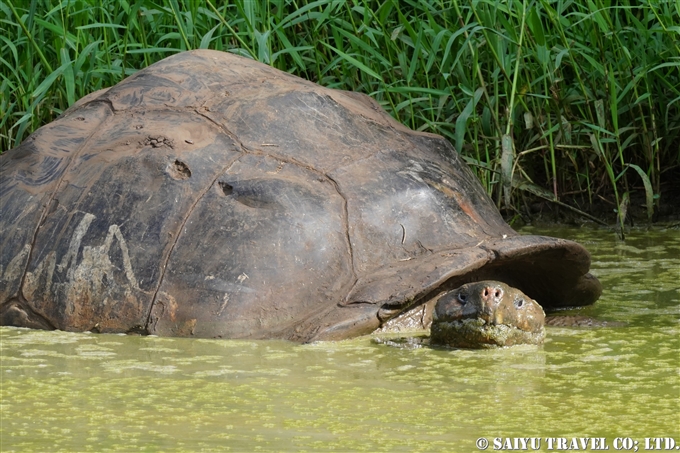 ガラパゴスゾウガメGiant Tortoise ハイランド Highland サンタクルス島 Santa Cruz Island (3)