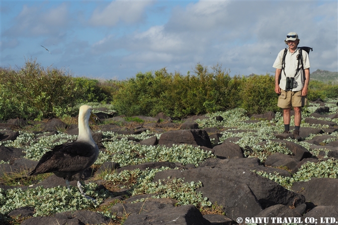 ガラパゴスアホウドリ Waved Albatross Española Island エスパニョーラ島 (20)