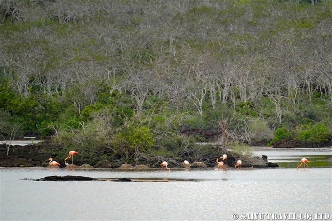 ガラパゴス諸島　フロレアナ島　プンタコルモラント Galapagos Floreana Island Punta Cormorant (1)