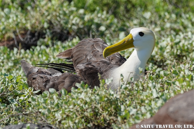 ガラパゴスアホウドリ Waved Albatross Española Island エスパニョーラ島 (3)