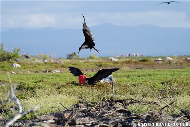 ノースセイモア島 North Seymour Islanad　求愛ディスプレイ　アメリカグンカンドリとオオグンカンドリ Magnificent Frigatebird Great Frigatebird(5)