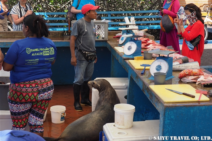 プエルト・アヨーラ　Puero Ayora 魚市場 Fish Market サンタクルス島 Santa Cruz Island (13)