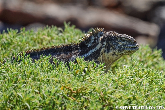 ハイブリッドイグアナ Hybrid Iguana サウスプラザ島 South Plaza Island (2)