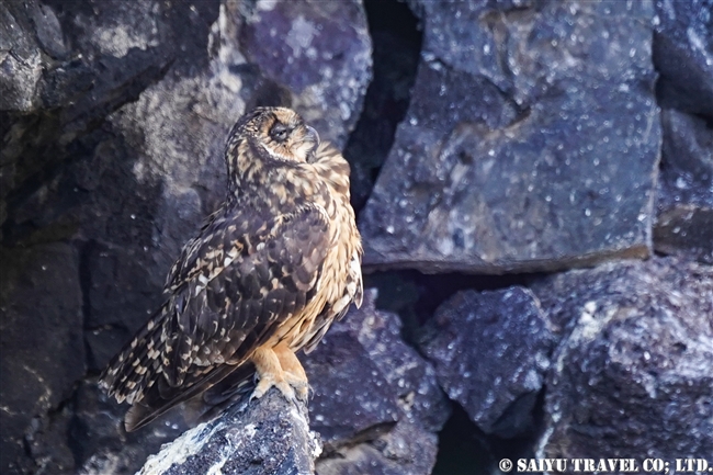 ガラパゴスコミミズク Galapagos Short-eared Owl ヘノベサ島 Genovesa Island Prince Philip's Step (4)