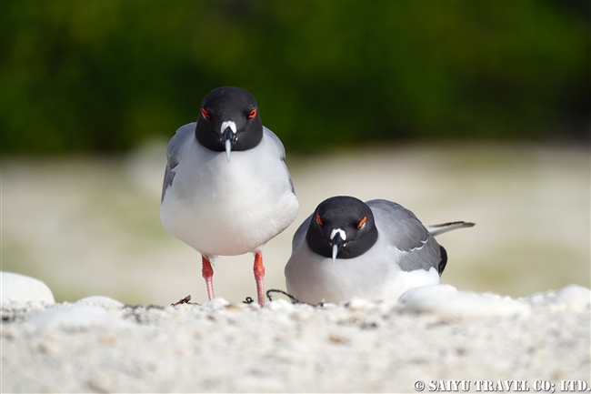 アカメカモメ　Swallow-tailed Gull ヘノベサ島 Genovesa Island Galapagos ガラパゴス諸島　ダーウィン湾 Darwin Bay (5)