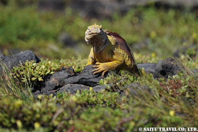 ガラパゴスリクイグナ Galapagos Land Iguana サウスプラザ島 South Plaza Island (5)