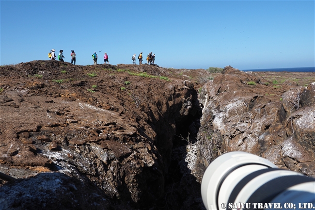 ガラパゴスコミミズク Galapagos Short-eared Owl ヘノベサ島 Genovesa Island Prince Philip's Step (10)