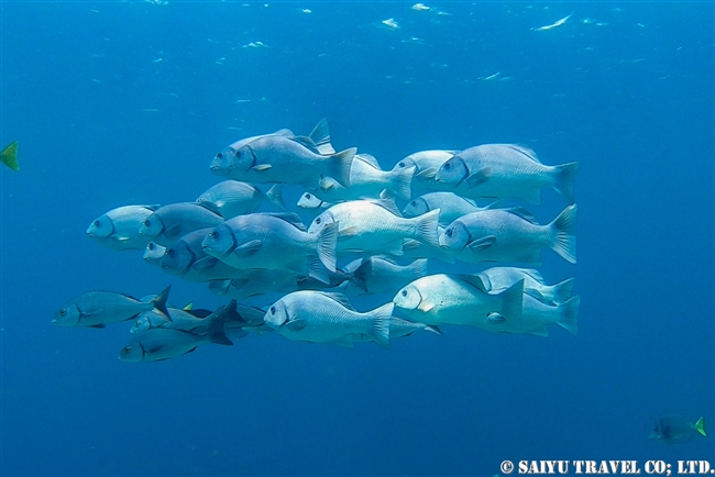 フロレアナ島 デビルズクラウン　Devils Crown　Steel Pompano　 (4)