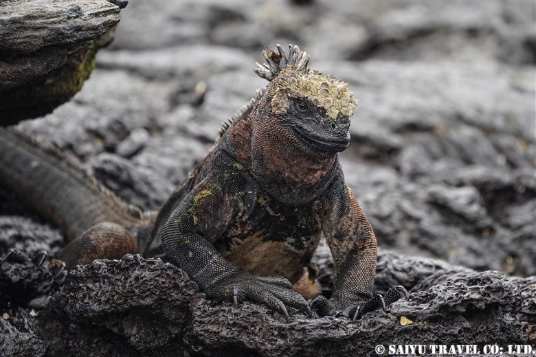 ウミイグアナ　Marine Iguana Puerto Egas サンチャゴ島 (2)