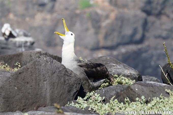 ガラパゴスアホウドリ Waved Albatross Española Island エスパニョーラ島 (8)