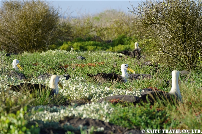 ガラパゴスアホウドリ Waved Albatross Española Island エスパニョーラ島 (12)