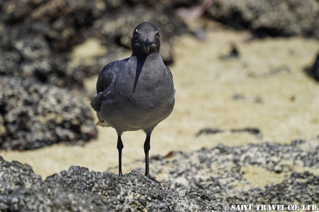 ヨウガンカモメ Lava Gull ヘノベサ島 Genovesa Island (5)