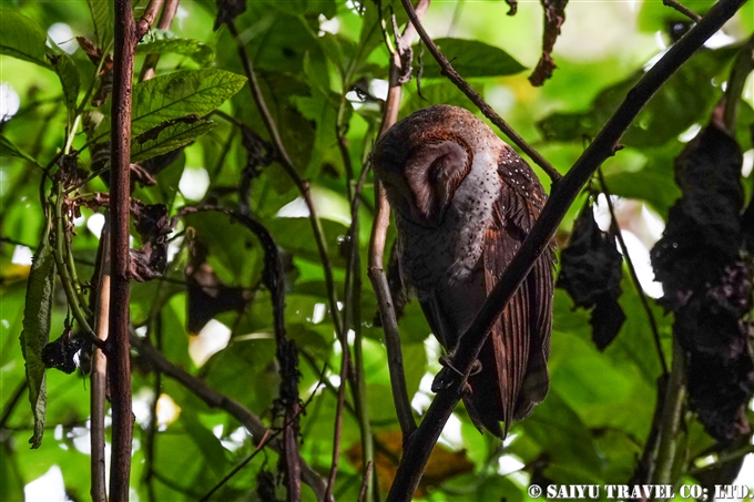 ガラパゴスメンフクロウ Galapagos Barn Owl サンタクルス島 Santa Cruz Island (6)