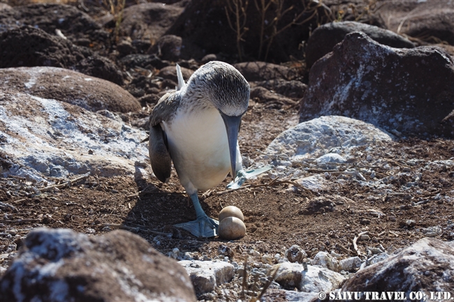 ノースセイモア島 North Seymour Islanad　Blue-footed Booby アオアシカツオドリ抱卵