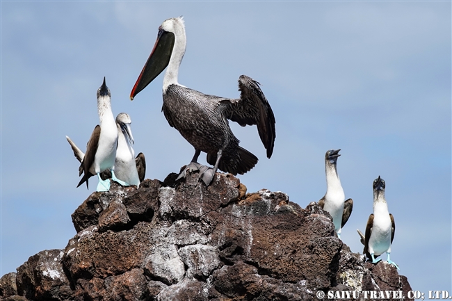 ガラパゴス諸島　フロレアナ島　プンタコルモラント Galapagos Floreana Island Punta Cormorant (9) アオアシカツオドリ Blue-footed Booby