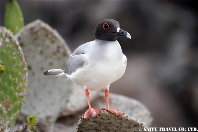 アカメカモメ　Swallow-tailed Gull ヘノベサ島 Genovesa Island Galapagos ガラパゴス諸島　ダーウィン湾 Darwin Bay (6)