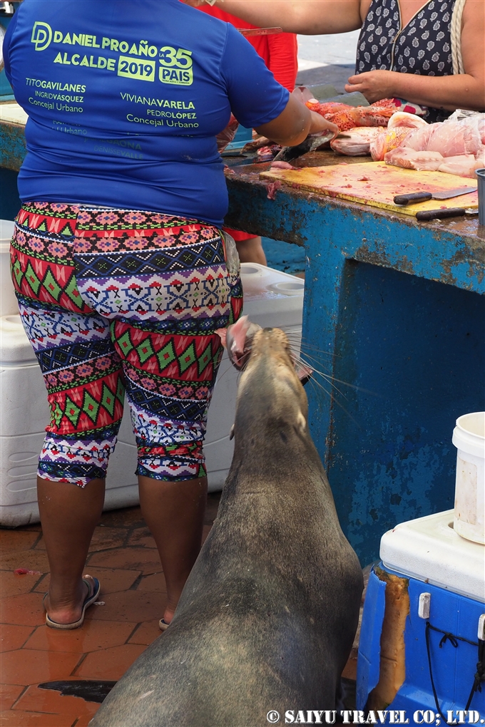 プエルト・アヨーラ　Puero Ayora 魚市場 Fish Market サンタクルス島 Santa Cruz Island (11)