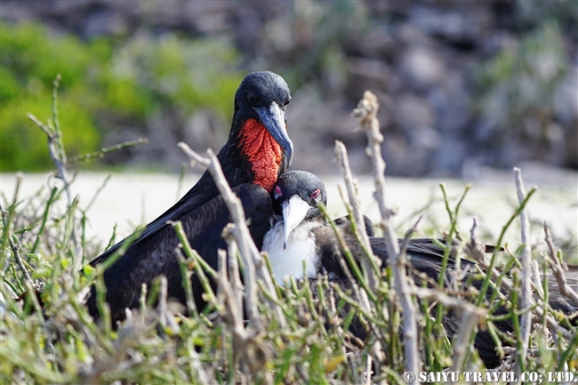 つがい　ガラパゴスオオグンカンドリ Galapagos Great Frigatebird ヘノベサ島 Genovesa Island ガラパゴス諸島 (3)