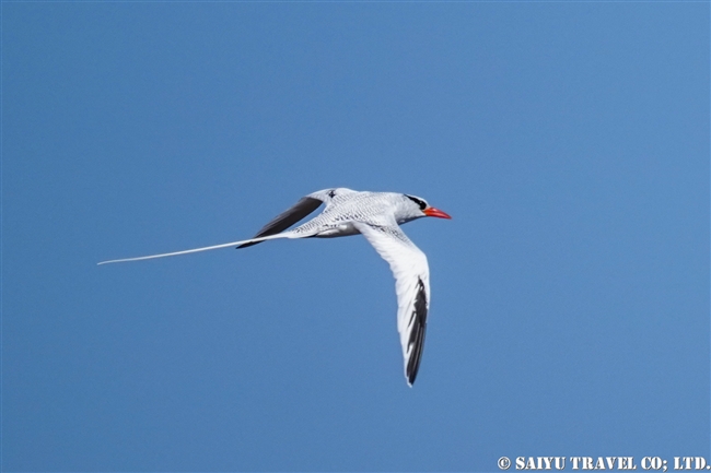 Red-billed Tropicbird アカハシネッタイチョウ　Genovesa Island ヘノベサ島 (1)