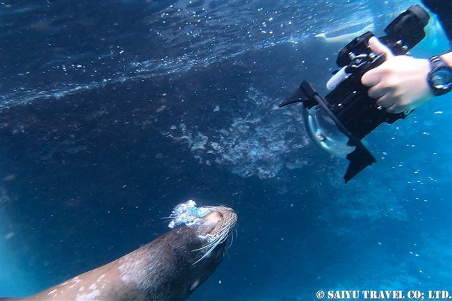 Galapagps SeaLion ガラパゴスアシカ　 フロレアナ島 デビルズクラウン　Devils Crown　 (5)