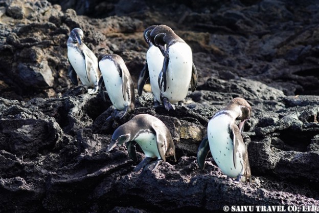 ガラパゴスペンギン Galapagos Penguin (4)