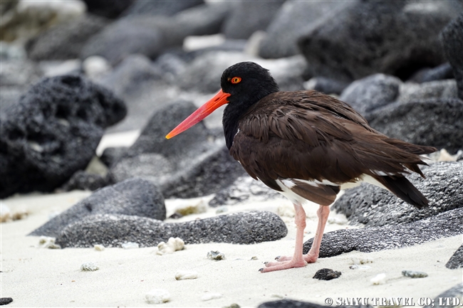 American Oystercatcher アメリカミヤコドリ　ガラパゴス亜種