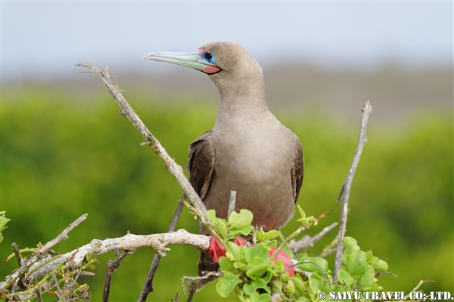 ガラパゴスアカアシカツオドリ Galapagos Red-footed Booby ヘノベサ島 Genovesa Island (2)