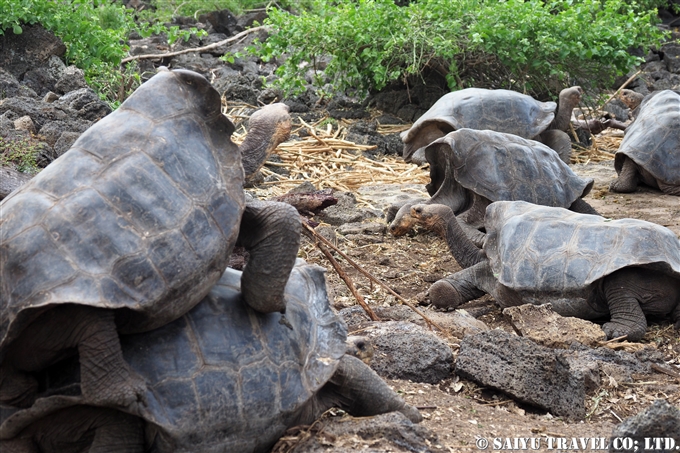 チャールズダーウィン研究所　サンタクルス島 Santa Cruz Island (8)