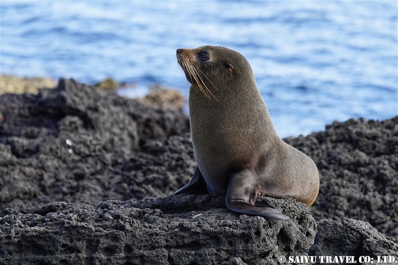 Galápagos fur seal　ガラパゴスオットセイ