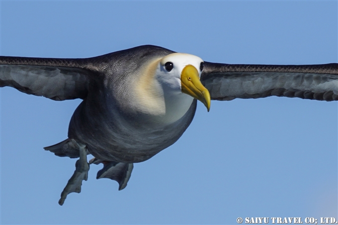 ガラパゴスアホウドリ Waved Albatross Española Island エスパニョーラ島 (6)