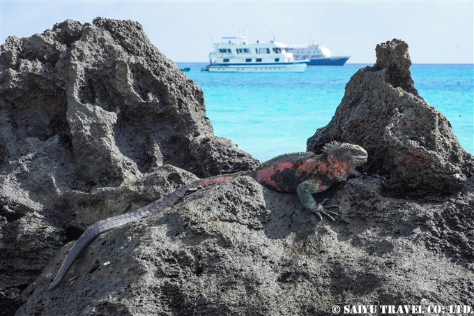 ウミイグアナ Marine Iguana Española Island　Gardner Bay ガードナーベイ エスパニョーラ島　 (6)