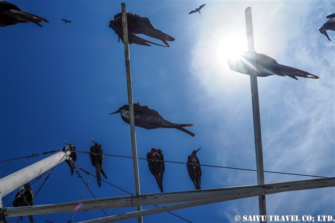 プエルト・アヨーラ　Puero Ayora 魚市場 Fish Market サンタクルス島 Santa Cruz Island (12)