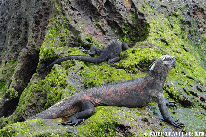 ウミイグアナ Marine Iguana Española Island　Gardner Bay ガードナーベイ エスパニョーラ島　 (8)