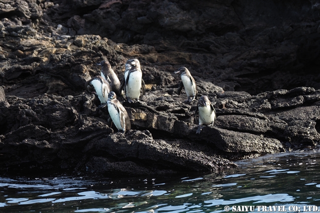 ガラパゴスペンギン Galapagos Penguin
